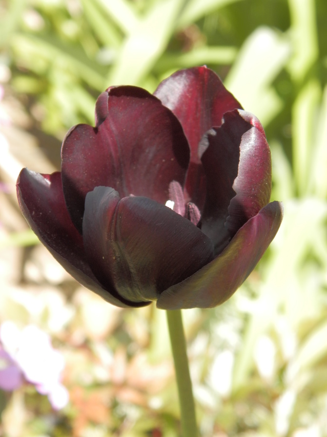 Tulipan  w kolorze cimnego bordo- mój ulubiony!