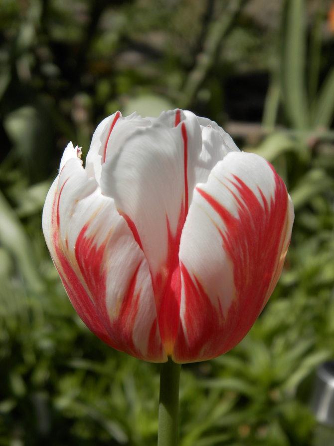 Tulipan biało- czerwony :)