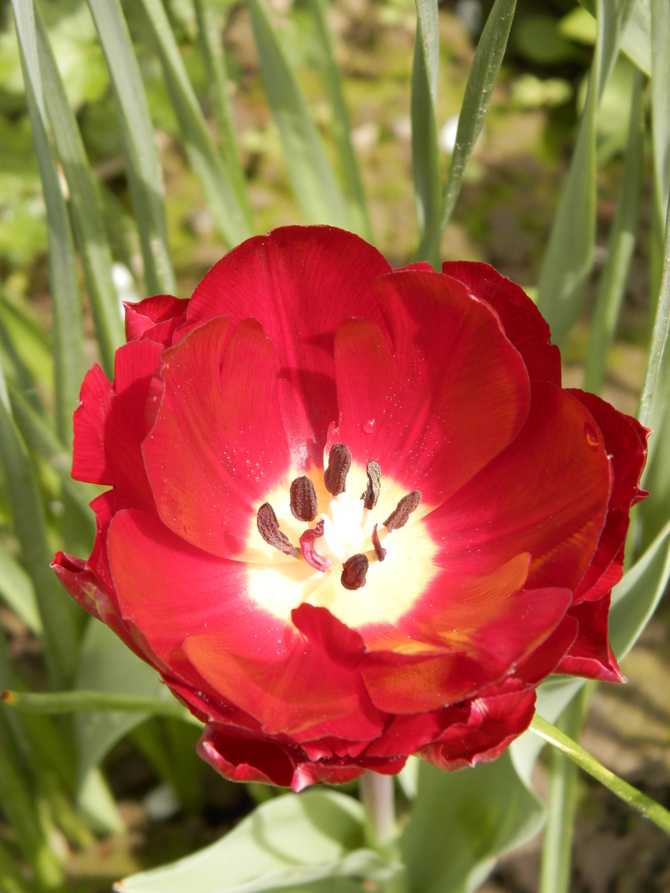 Tulipan czerwony