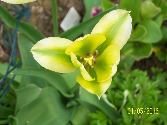 tulipan;;;