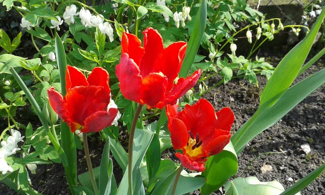 tulipanki w rozkwicie;-)