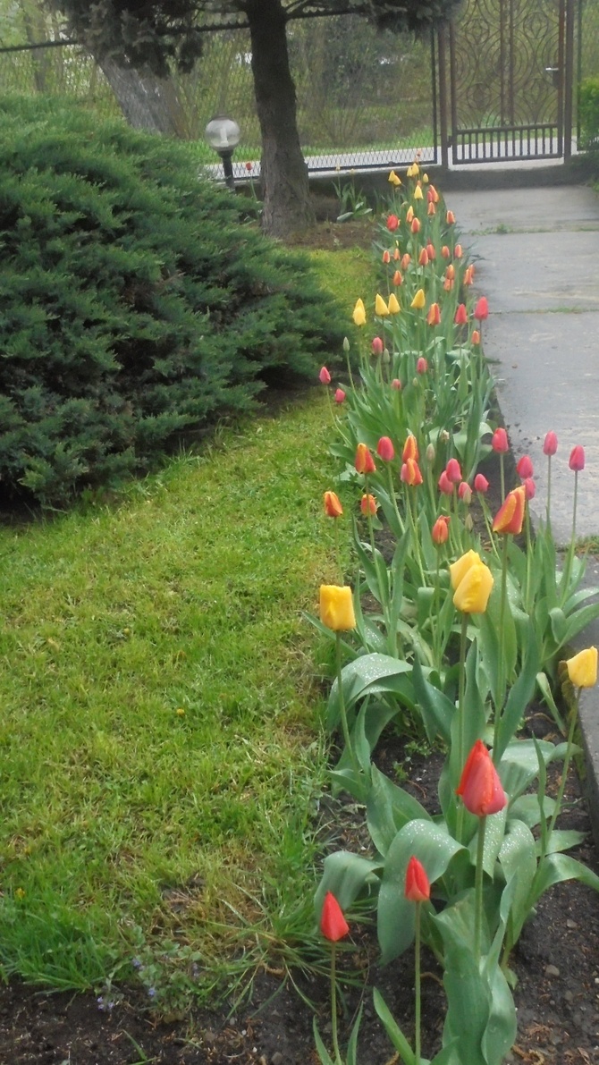 tulipanowa rabatowa