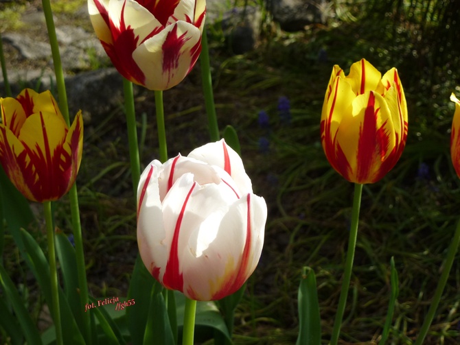 Tulipany ....                                 