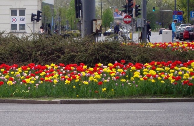 Tulipany w mieście
