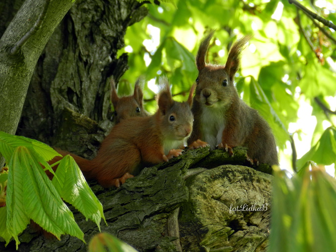 Wiewiórki, leśne gryzonie