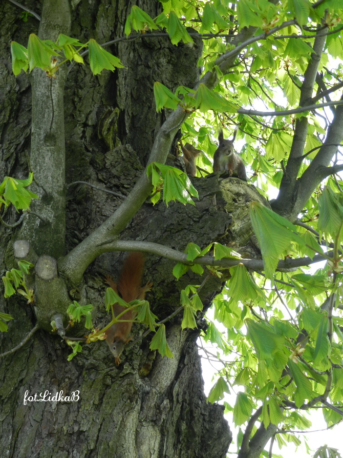 Wiewiórki rude kitki