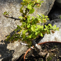 berberys ,prawie bonsai 
