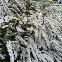 Białe krzewy:)))