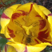 Bzykuszka w tulipie