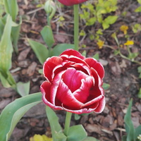 Czerwono biały tulipan