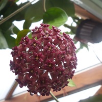 Hoya -purpureo-fusca-cinnamomifolia 