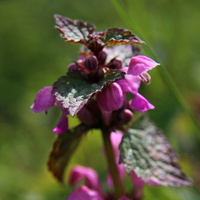 Jasnota purpurowa (Lamium purpureum L.)