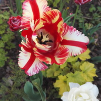 Kolejne tulipanowe pozdrowienia 