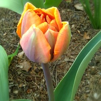 Kolorowy tulipan
