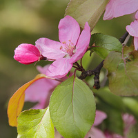 Kwiat Jabłoni Purpu