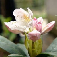 Kwitnie biały  Rhododendron