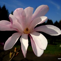Magnolia  ROSEA z Ogr. Bot.  Powsin.