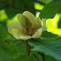 Magnolia parasolowata (Magnolia tripetala)