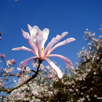  Magnolia Stellata z Ogr. Bot. Powsin.