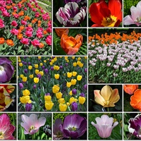 Majowe łany tulipanów...