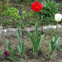 Nowy nabytek tulipanów