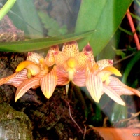 Bulbophyllum bicolor z tropiku Ogr. Bot.