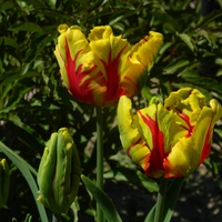Ostatnie z mojej kolekcji tulipanów....