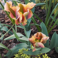 Pozdrowienia Tulipan