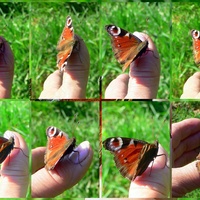 Przyjazny motylek