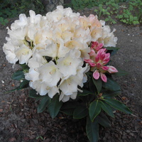 Rhododendron Yakushi