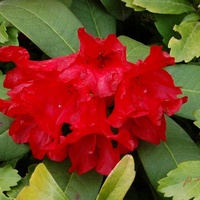 Rododendron w O.B.