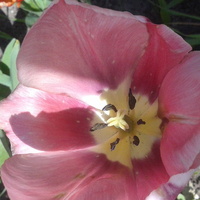 Różowy tulip