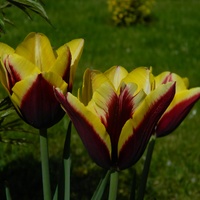 Sezon na tulipany jeszcze trwa.....