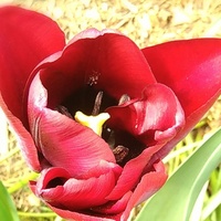 Swiat tulipanow.