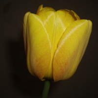 tulipan nocą