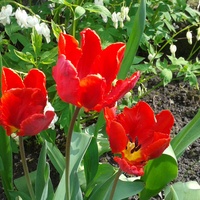 tulipanki w rozkwicie;-)
