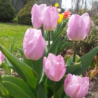 tulipanki w różu 