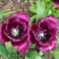 tulipany==