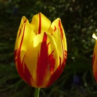 Tulipany ....                                 