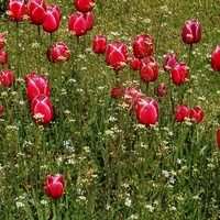 Tulipany na wolności