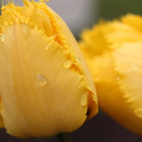 Tulipany Strzępiast