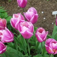 tulipany..