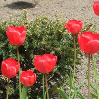 urocze tulipany