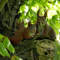 Wiewiórki, leśne gryzonie
