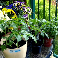 Zioła i pomidorki rosną :) 