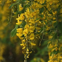Złotokap pospolity- złoty deszcz kwiatów 