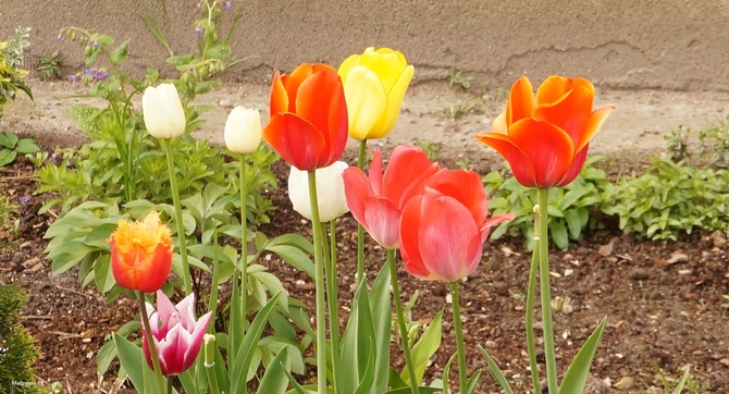 Kolorowo i tulipanowo :)