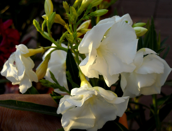 Oleander biały, półpełny.