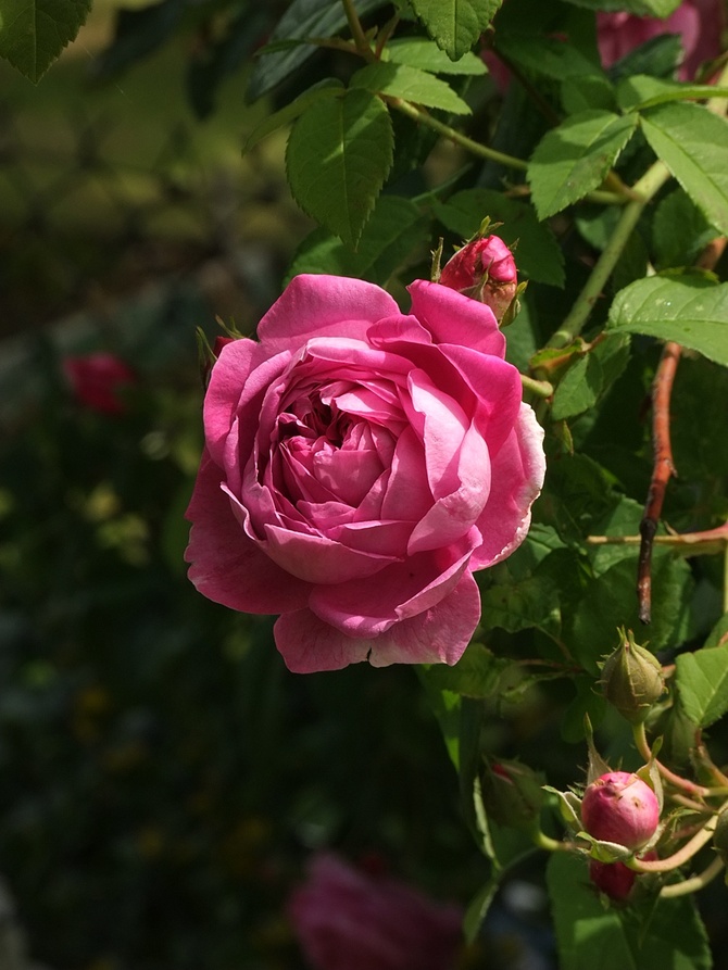 Róża - królowa kwiatów