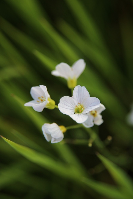 Rzeżucha łąkowa (Cardamine pratensis L.)